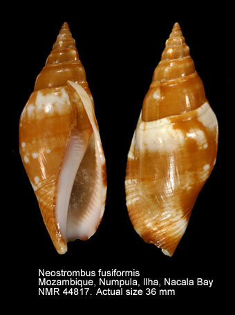 Neostrombus fusiformis.jpg - Neostrombus fusiformis (G.B.Sowerby,1842)